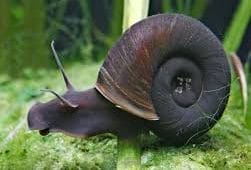 Planorbarius Corneus 