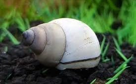 Filopaludina Martensi