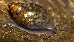 Pond Snails