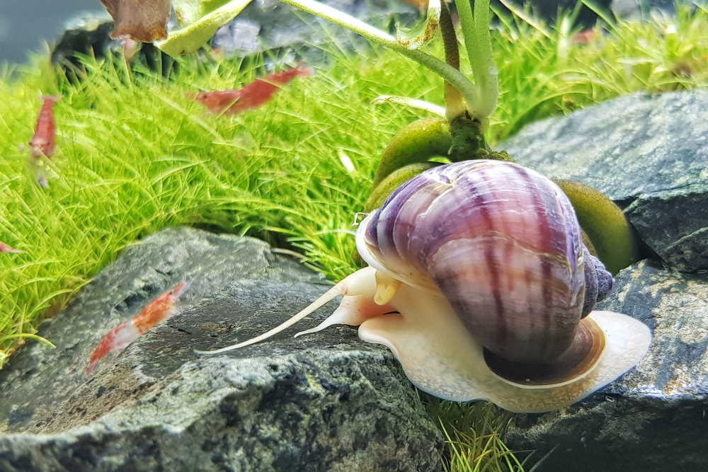18 Types of Freshwater Aquarium Snails You Should Have