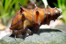 Understanding Brotia Pagodula Snails