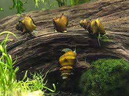 Brotia Pagodula snail daily care