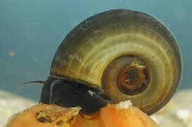 Feeding Planorbarius Corneus