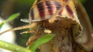 Marisa Cornuarietis snail FAQ