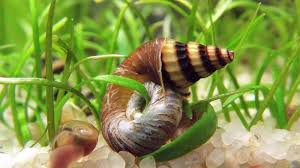 helena snail conclusion