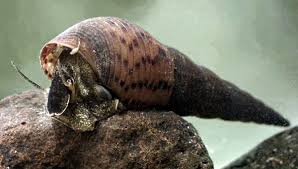 Red Rimmed Melania snail FAQ