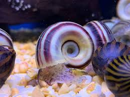 Marisa Cornuarietis snail conclusion