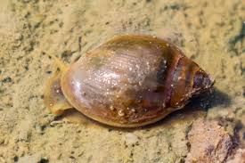 Beginner’s Guide to Caring for Physella Acuta Snails