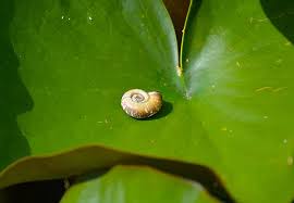 Planorbis snail conclusion