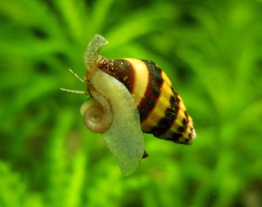 Beginner's Guide to Caring for Anentome Helena Snails