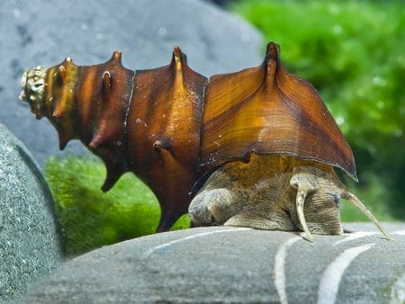 Brotia Pagodula snail