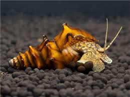 Setting Up Your Aquarium for Brotia Pagodula