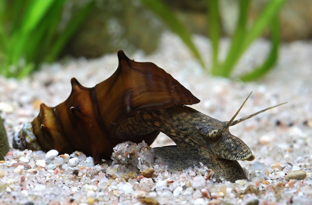 Essential Brotia Pagodula Snail Care Tips