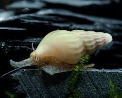 helena snail conclusion