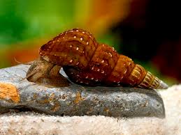 Beginner's Guide to Caring for Brotia Snails