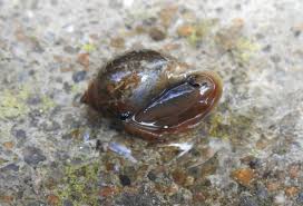 Physella Acuta snail faq
