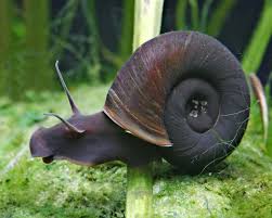 Understanding Planorbarius Corneus Snails