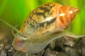 The Benefits of Having Physella Acuta Snails in Your Aquarium