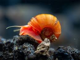 Planorbarius Corneus snail FAQ