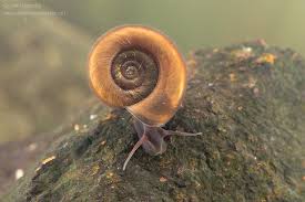 planorbis snail guide