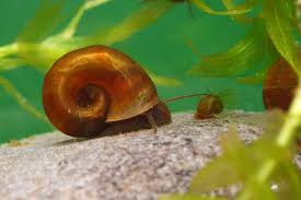Planorbarius Corneus snail