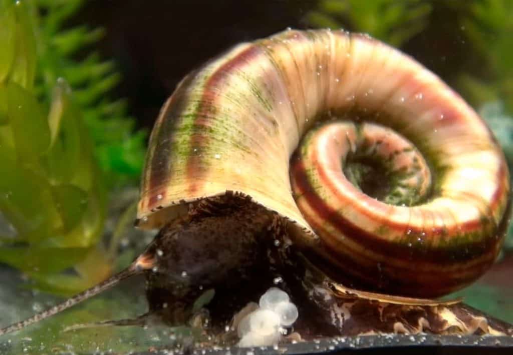 Beginner's Guide to Keeping Marisa Cornuarietis Snails