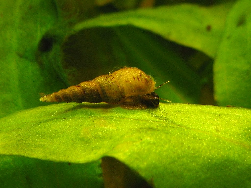 The Ultimate How-To on Caring for Red Rimmed Melania Snails
