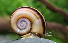 Understanding Marisa Cornuarietis Snails