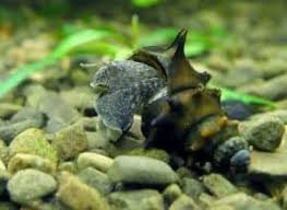 Brotia Pagodula snail FAQ