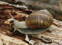 Understanding Planorbis Snails