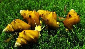 Essential Equipment for Brotia Pagodula Care