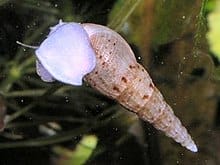 Understanding Red Rimmed Melania Snails