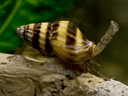 Understanding Anentome Helena Snails