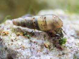 Step-by-Step Guide to Caring for Red Rimmed Melania Snails