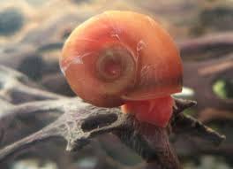 Preparing for Your Planorbis Snails
