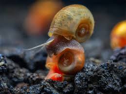 Setting Up Your Aquarium for Planorbarius Corneus