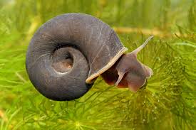 Step-by-step Guide to Care for Planorbarius Corneus