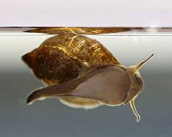 Understanding Physella Acuta Snails