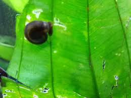 Planorbis snail FAQ