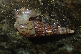 Red Rimmed Melania snail conclusion
