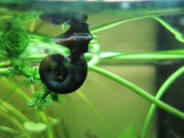 Maintaining Your Planorbis Snail Habitat