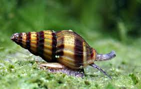 Anentome Helena Snail Profile & Care Tips