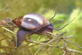 How to Care for Physella Acuta Snails in Your Aquarium