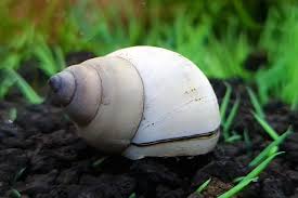 Understanding Filopaludina Martensi Snails