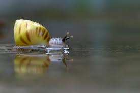 pond snail conclusion