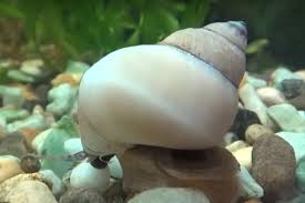 Beginner's Guide to Starting with Filopaludina Martensi Snails