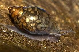 Benefits and Challenges of Pond Snails