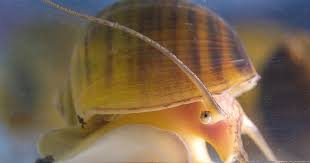 Chaneled Apple Snail conclusion