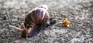 pond snails faq