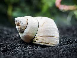  Filopaludina Martensi snail conclusion